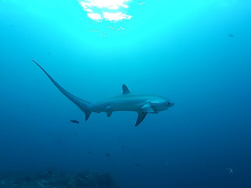 thresher shark